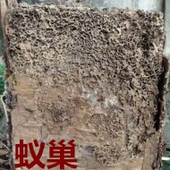 別墅墻體挖出超大白蟻巢?。?！