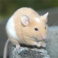 9大滅鼠奇招?。?！